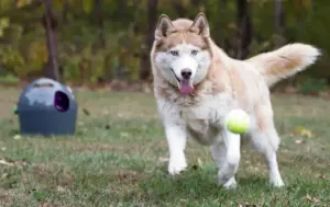 automatisk boldkaster til hund tech legetoej